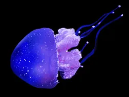 Malarstwo cyfrowe Dariusz Skwarcan