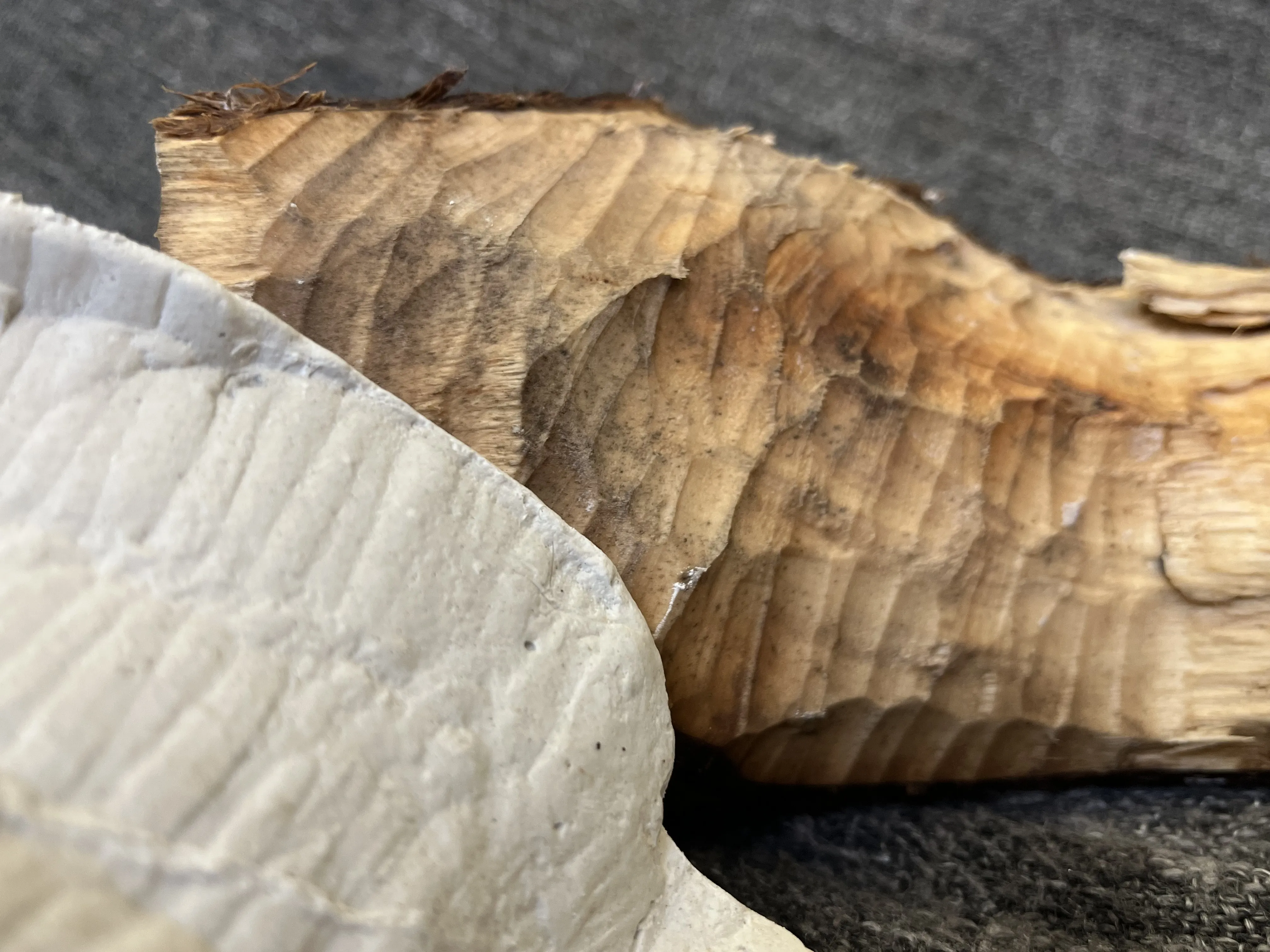 Mój dom moim powidokiem 